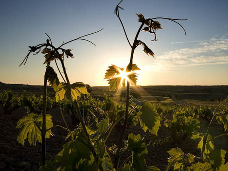 enoturismo valle de san millan planes 3
